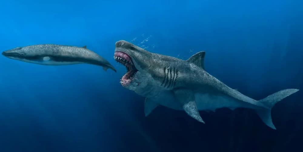 O que os tubarões megalodontes comiam? Conheça os hábitos alimentares do gigante da pré-história Quando pensamos em grandes predadores do oceano, a imaginação costuma inventar monstros marinhos vorazes, mas a pré-história teve um gigante de verdade nadando por mares hoje silenciosos. O que os tubarões megalodontes comiam? Conheça os hábitos alimentares do gigante da pré-história