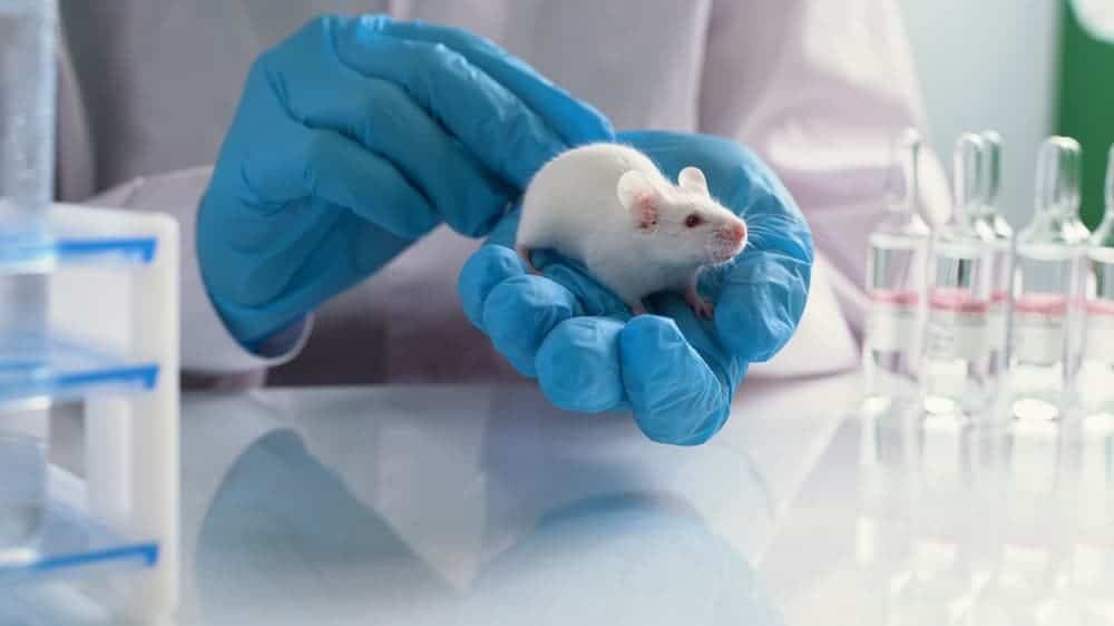 ratos de laboratório