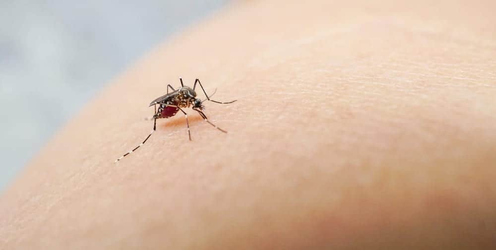 Chikungunya