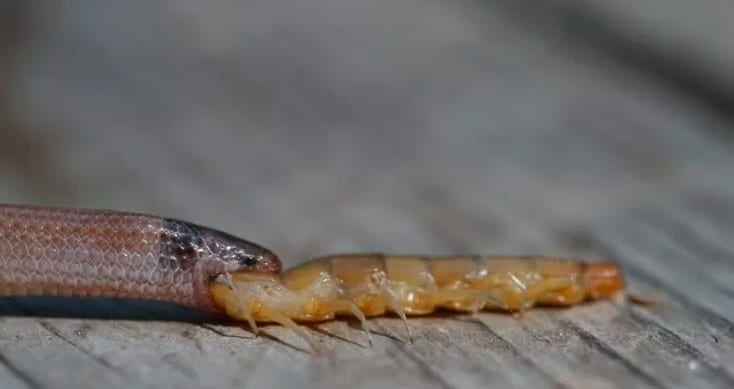 cobra-alimenta-centopeia