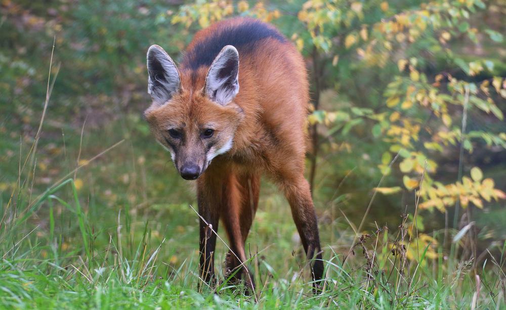 Você conhece? 8 animais brasileiros que beiram a extinção O Brasil é conhecido por sua enorme diversidade de fauna, mas muitas espécies enfrentam sérios riscos devido à ação humana. A perda de habitat, a caça ilegal, as mudanças climáticas e a poluição ameaçam a sobrevivência desses animais. Você conhece? 8 animais brasileiros que beiram a extinção