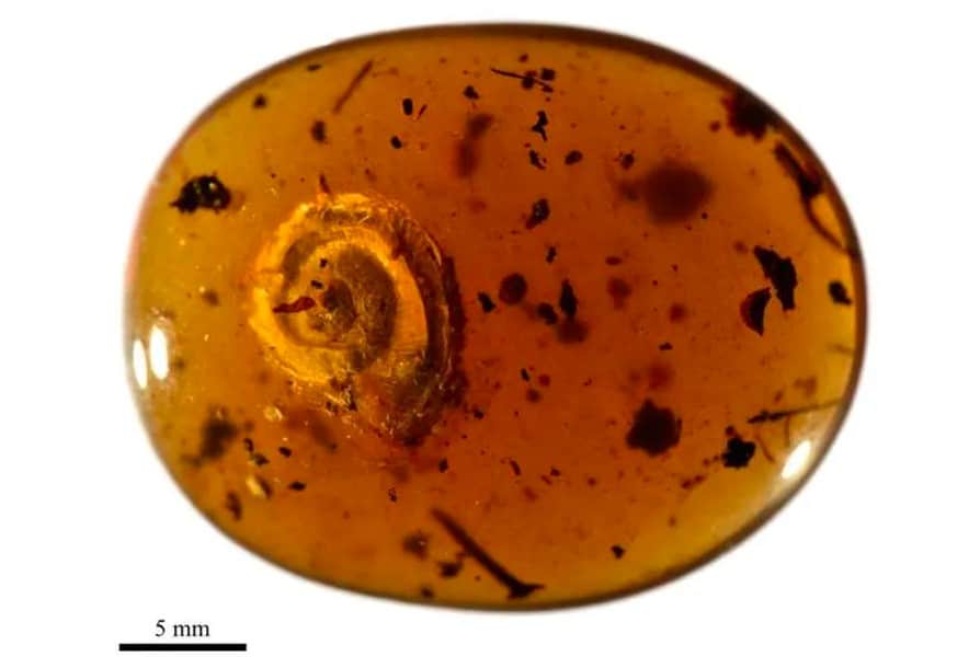 caracol-pesquisa-concha