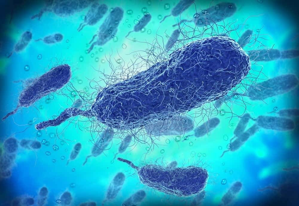 florida-contaminacao-bacteria