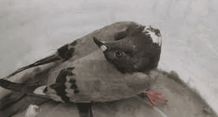 Pombo com a doença de Newscastle