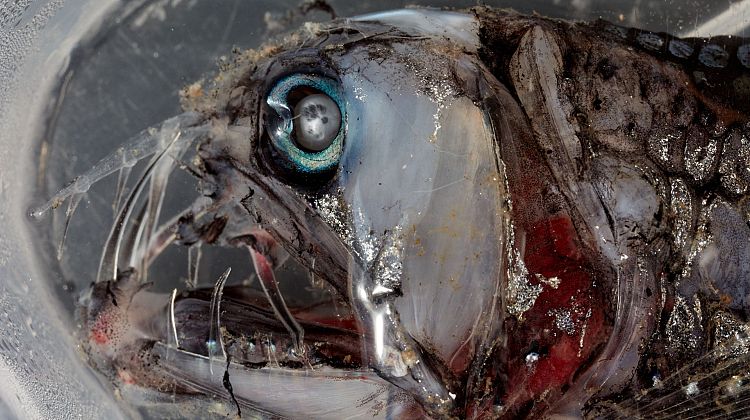 Viperfish de Sloane