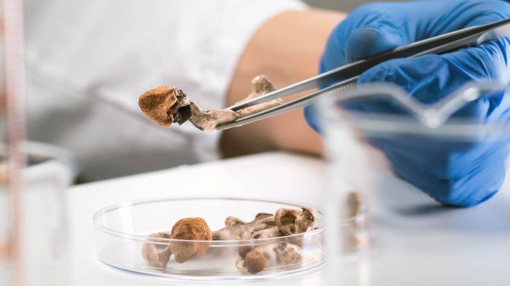 Ecstasy e psilocibina são aprovados pela primeira vez como medicamentos