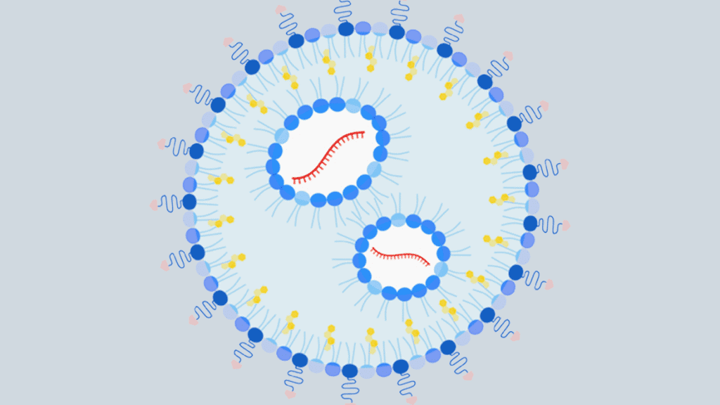Desenho da nanopartícula contra alergia a amendoim