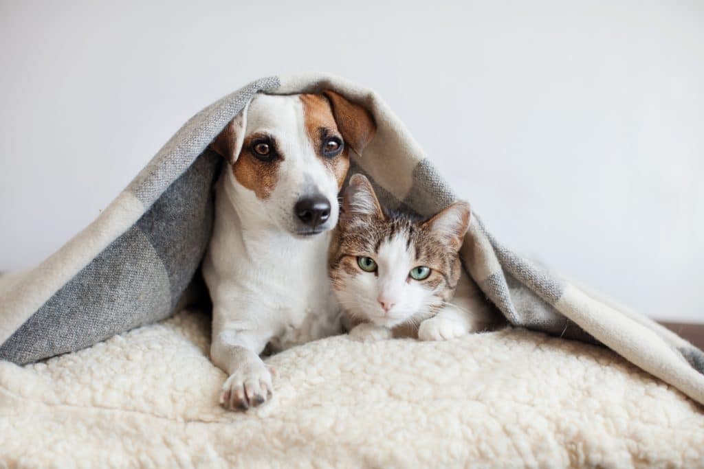 Cão e gato juntos