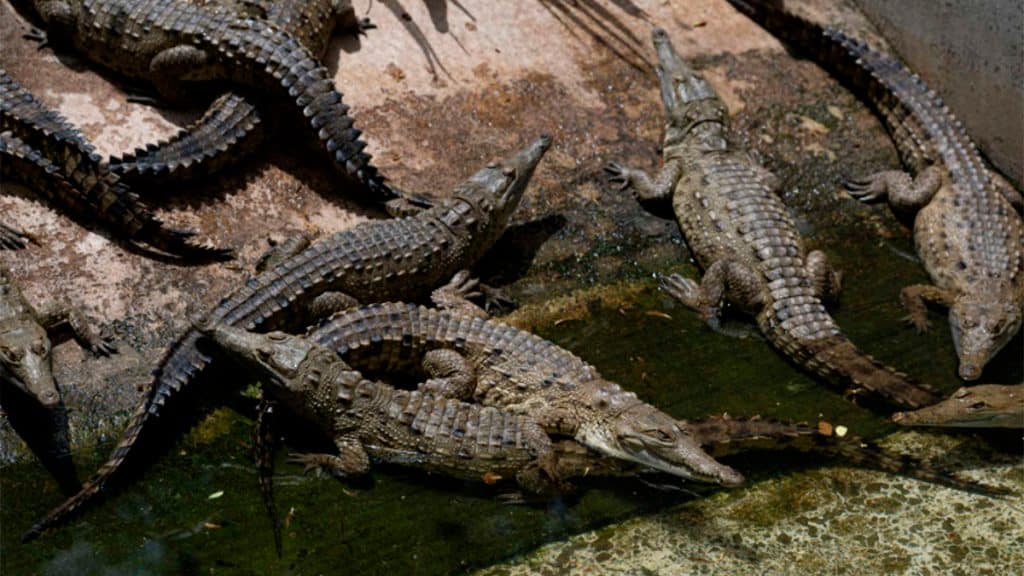 Crocodilos gigantes jovens soltos em habitat