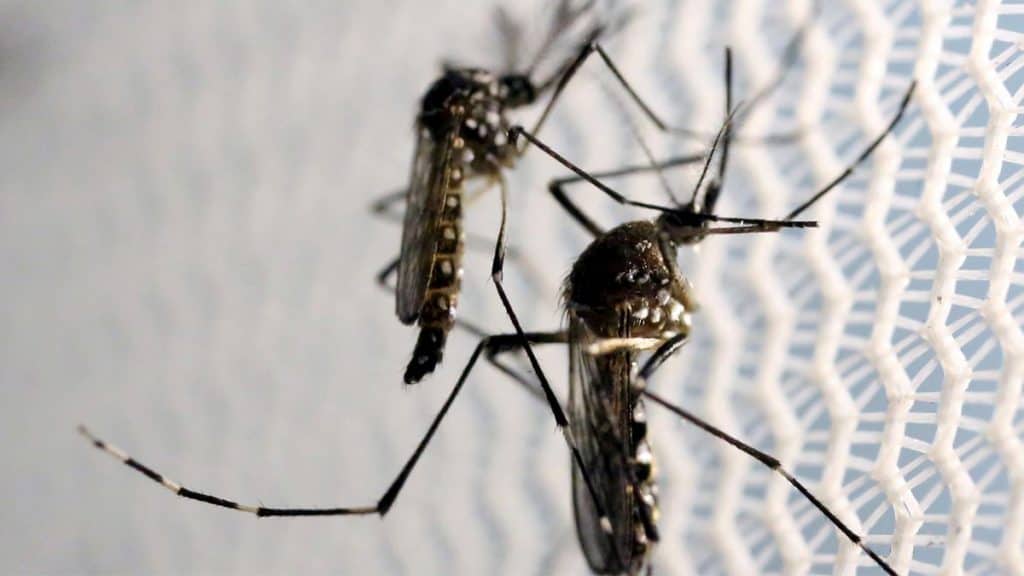 Mosquitos da dengue
