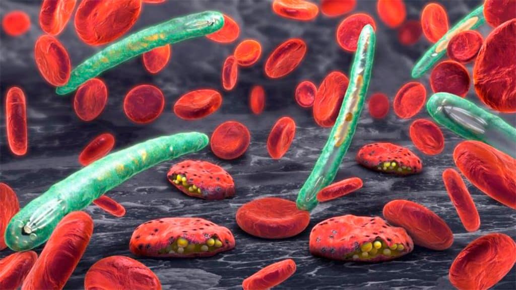 Parasitas da malária entre glóbulos vermelhos do sangue