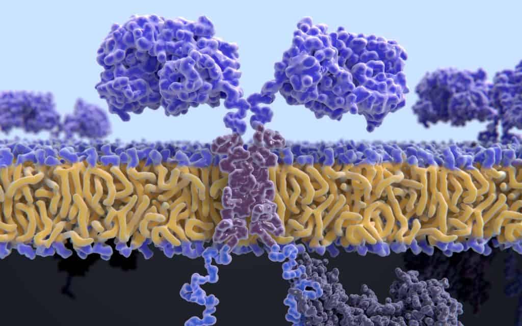 Receptor quimérico de antígeno