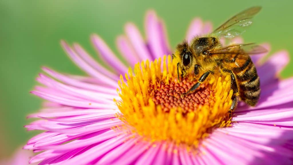 O que acontece na natureza durante a primavera? Muito além de embelezar os nossos dias, a estação das flores tem o poder de transformar não só a paisagem, mas também a dinâmica das aves, a umidade do ar, a duração dos dias e muito mais. Saiba tudo o que acontece na natureza na primavera. Abelha em cima de flor rosa e amarela