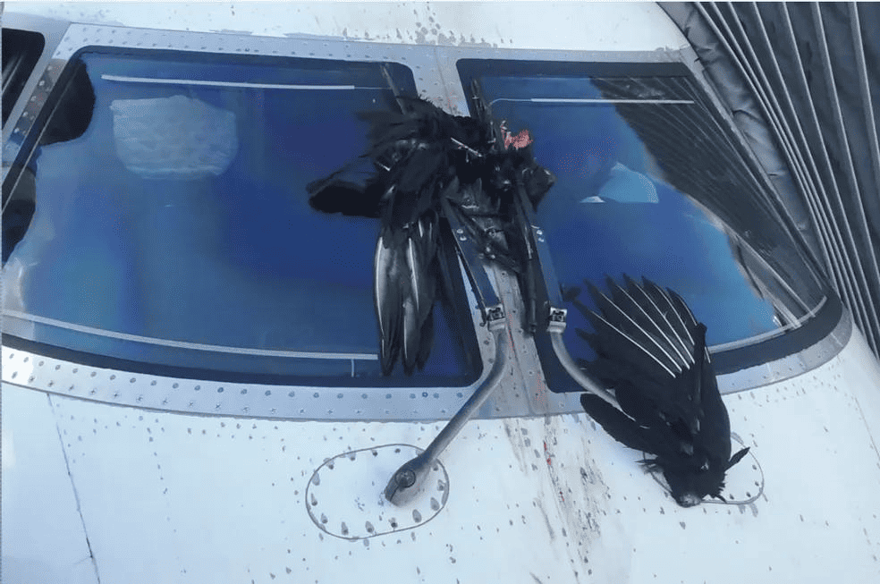 ave colide com avião
