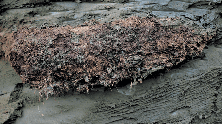 Toca fossilizada verme