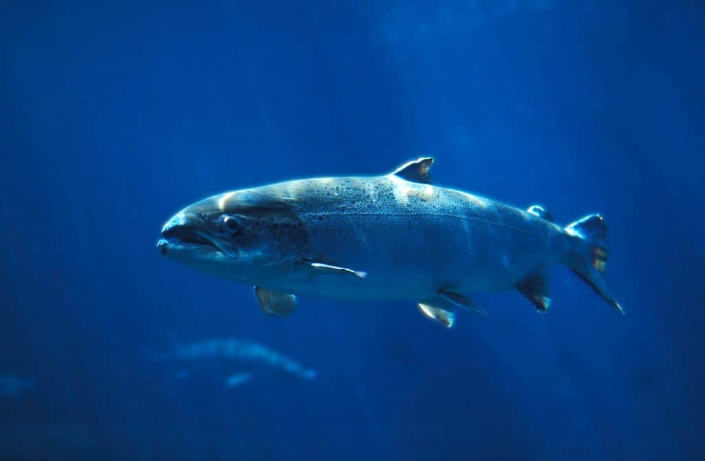 Salmão
