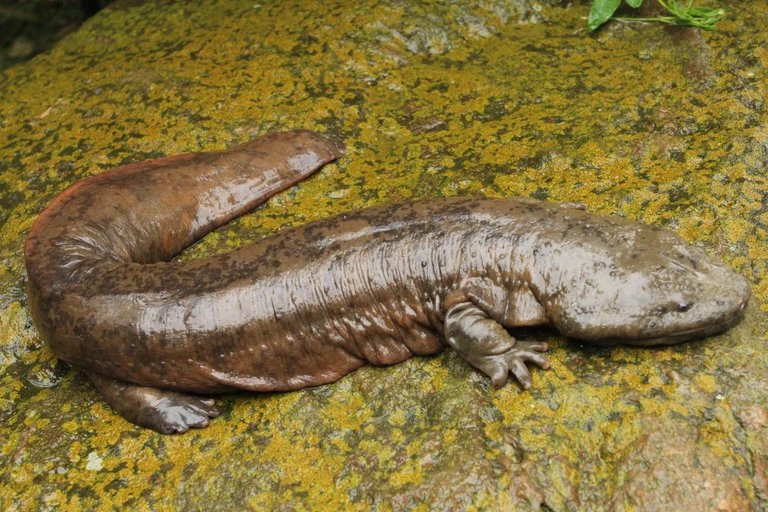Salamandra Gigante da China