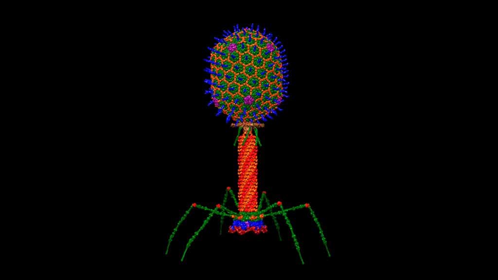 Ilustração de vírus bacteriófago