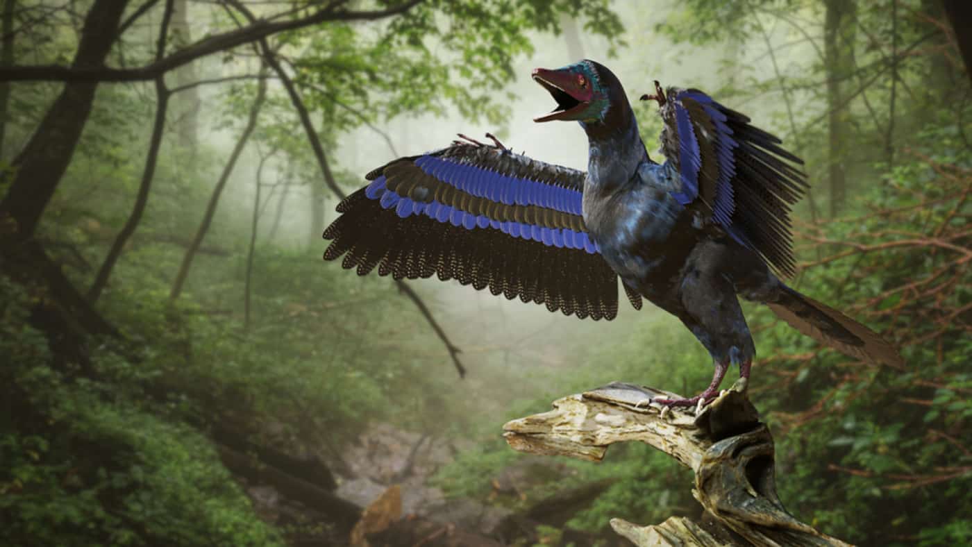 Archaeopteryx