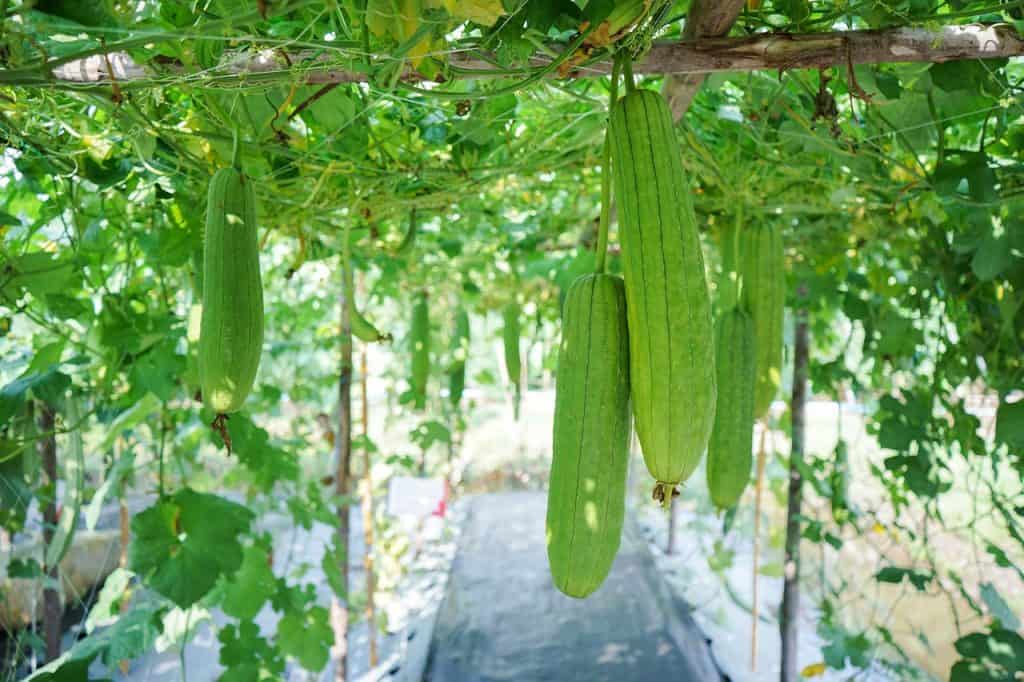 luffa vegetal