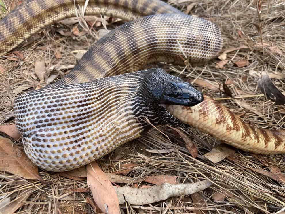 Cobra