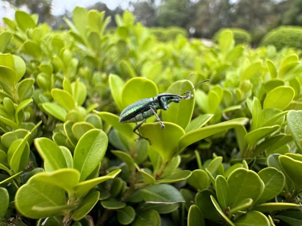 Foto tirada com a lente ultrawide em macro do iPhone 15 Pro (Imagem: André Fogaça/Olhar Digital)