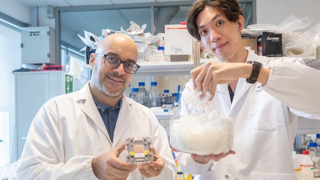Professor Ali Miserez, da Escola de Ciência e Engenharia de Materiais e Escola de Ciências Biológicas da NTU, e estudante de doutorado da NTU, Soon Wei Long