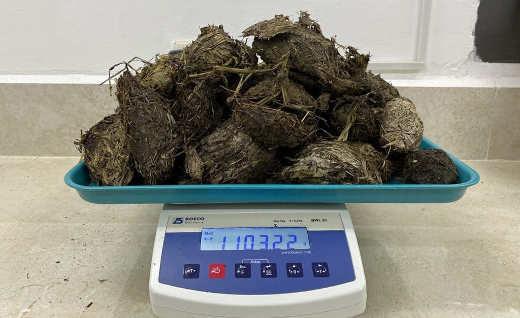 Material fecal de tartarugas-gigantes analisado no estudo