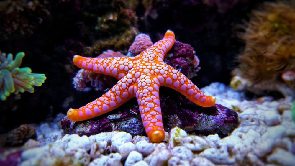 As estrelas-do-mar fazem parte do grupo dos equinodermos (Crédito: Vojce/ Shutterstock)