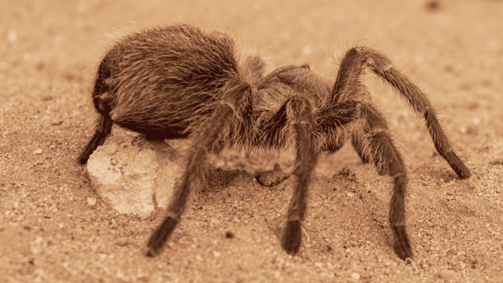 1 - por que aranhas tarântulos tem tanto pelo (2)
