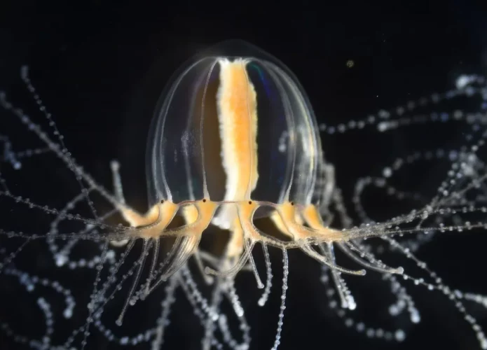Jellyfish can regrow their tentacles within a few days, and now we know how to do it