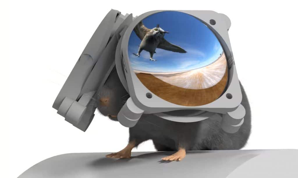 Rato óculos VR