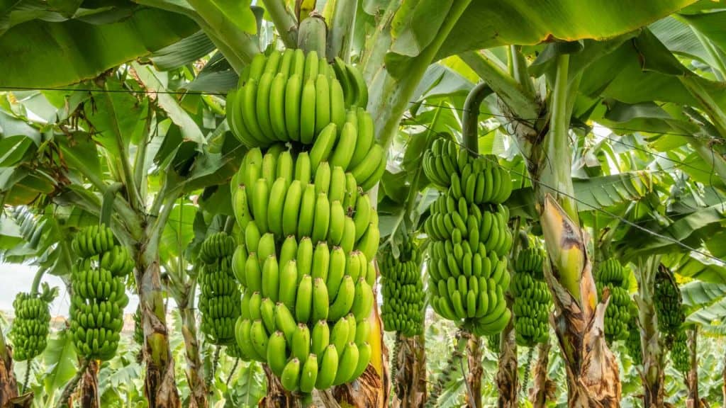 Cachos de banana