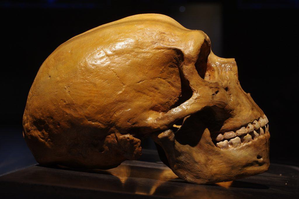 Crãnio de neandertal (Crédito: Vitezslav Halamka/ Shutterstock)