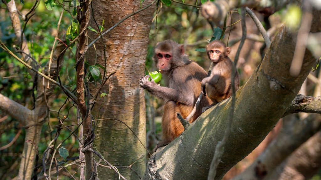 Dois macacos da espécie macaco-rhesus em galho de árvore