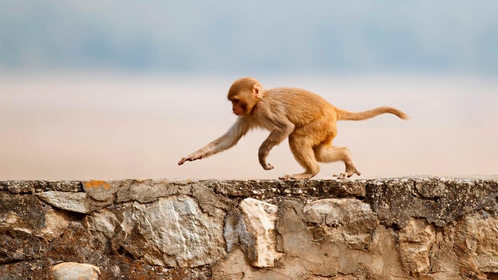 Macaco-rhesus correndo em mureta