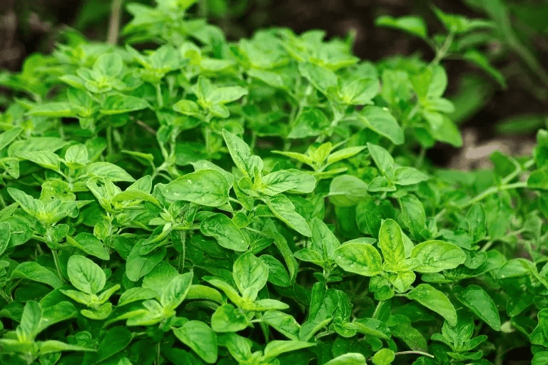 orégano é uma das melhores plantas contra dengue