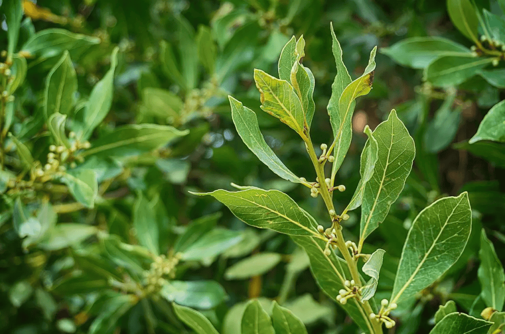 Louro é uma planta aliada contra a dengue