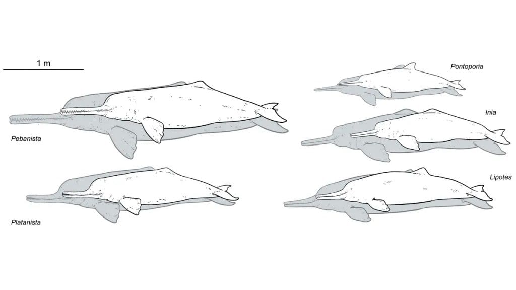 Ilustração de botos