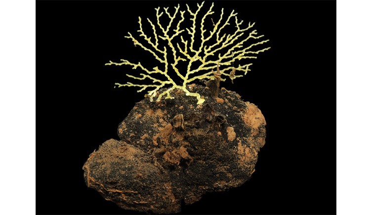 Um briozoário grande e ramificado que usa uma batata do mar como apoio para crescer (Crédito: © #NHMDeepSea Group, Museu de História Natural, Reino Unido)