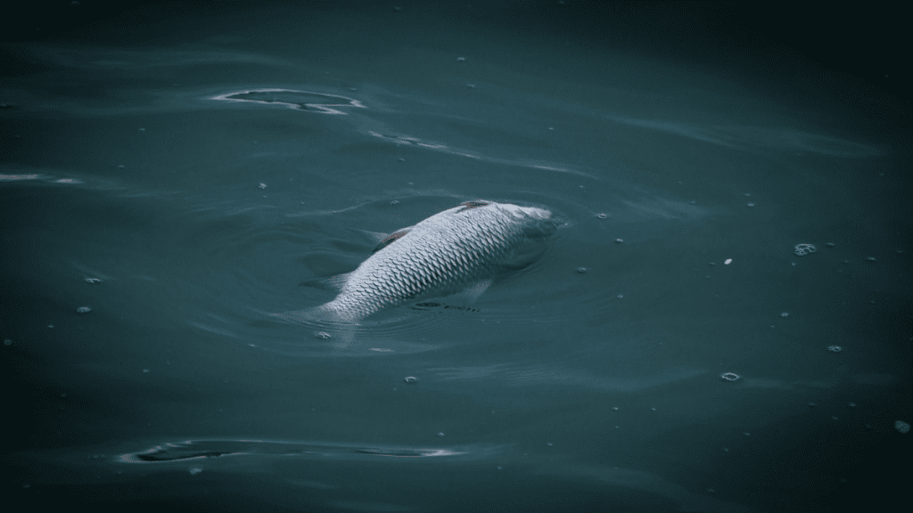 peixe morto boiando no oceano