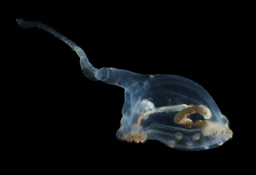 O Unicumber é um pepino do mar transparente (Crédito: © #NHMDeepSea Group, Museu de História Natural, Reino Unido)