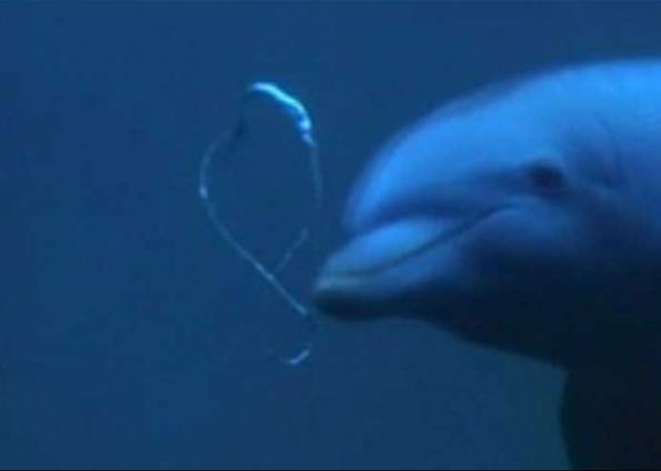 Os golfinhos são capazes de formar anéis de bolhas (Crédito: Cortesia Sea World Orlando)