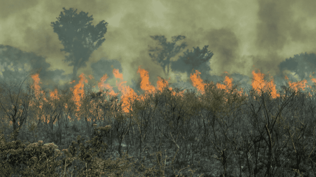 Floresta Amazônica brasileira perde área do tamanho da Espanha em 40 anos, alerta estudo A floresta amazônica brasileira perdeu uma área equivalente à Espanha nos últimos 40 anos e se aproxima de um ponto crítico que pode comprometer sua sustentabilidade, aponta um levantamento feito pelo MapBiomas e divulgado pelo portal Phys.org. Segundo o estudo, se a perda de vegetação atingir entre 20% e 25%, a floresta corre risco de “deixar de se sustentar como um bioma amazônico”. Queimada na Amazônia