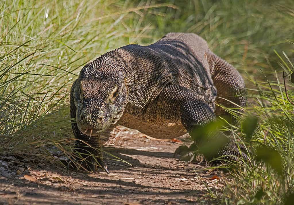 Dragão-de-Komodo é um dos animais que pode se reproduzir sem parceiro