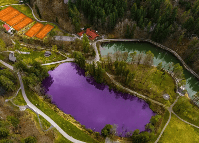 Ein See in Deutschland wird lila;  Verstehen Sie, was dieses Phänomen verursacht