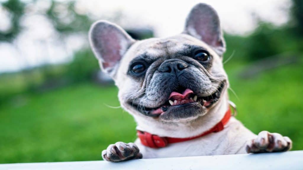 Cachorro de porte pequeno em campo verde