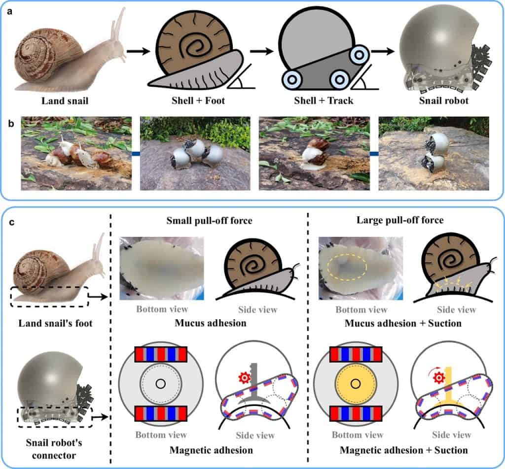 robô caracol
