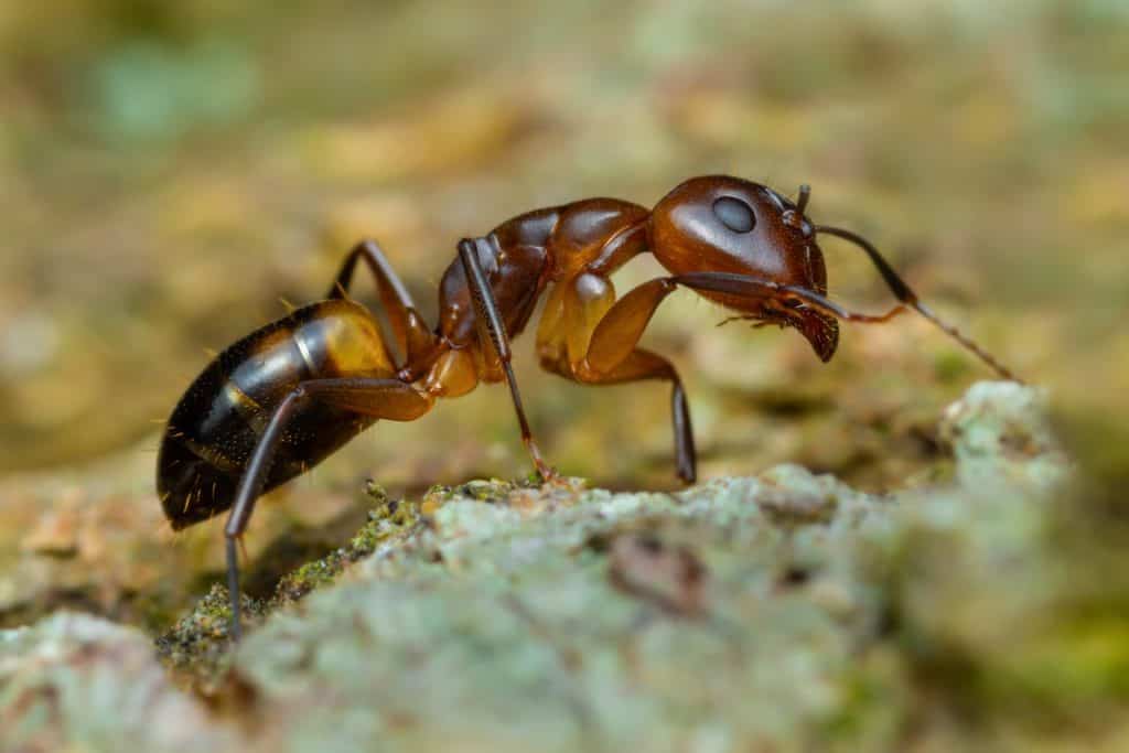 Linepithema humile
