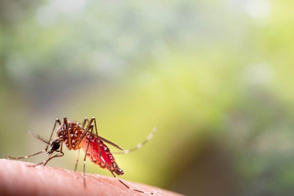 mosquito da dengue
